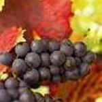 wine grape variety list