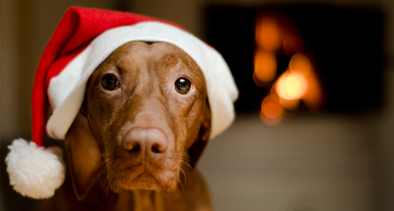 HCG-happy-holidays